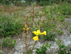Aureolaria flava False Foxglove